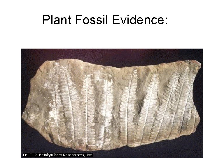 Plant Fossil Evidence: 