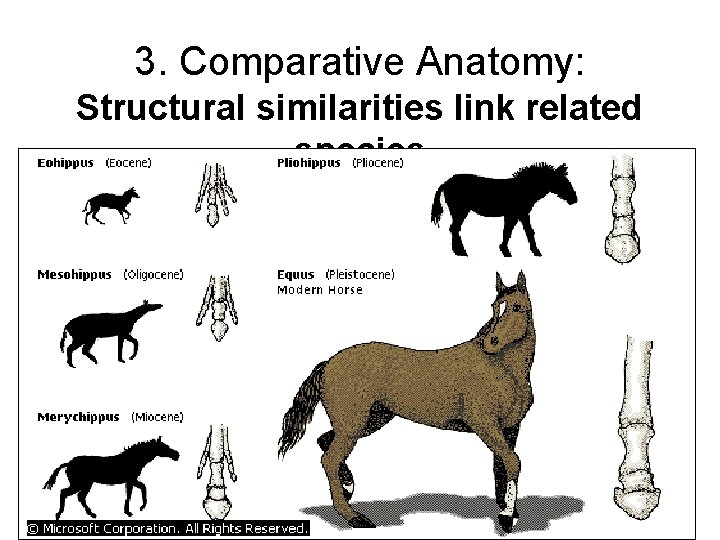 3. Comparative Anatomy: Structural similarities link related species 