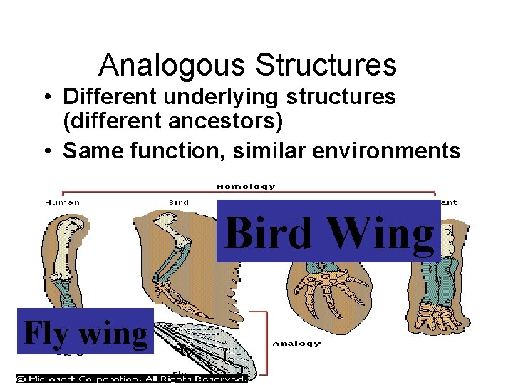 Analogous Structures • Different underlying structures (different ancestors) • Same function, similar environments Bird