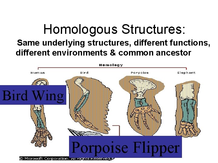 Homologous Structures: Same underlying structures, different functions, different environments & common ancestor Bird Wing