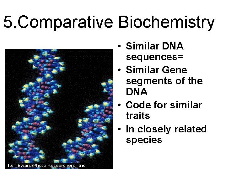 5. Comparative Biochemistry • Similar DNA sequences= • Similar Gene segments of the DNA