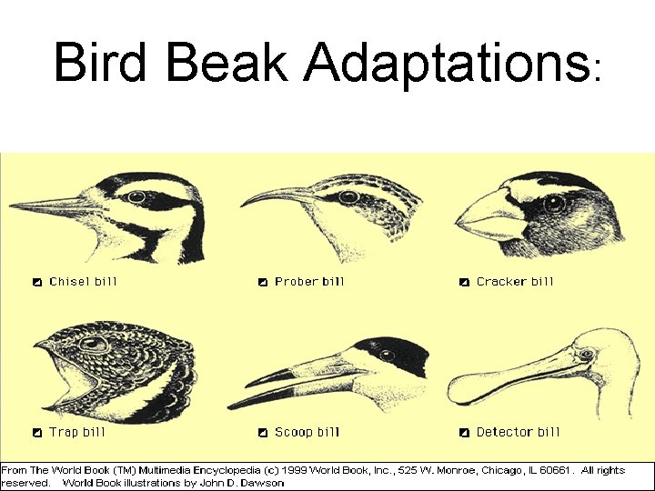 Bird Beak Adaptations: 
