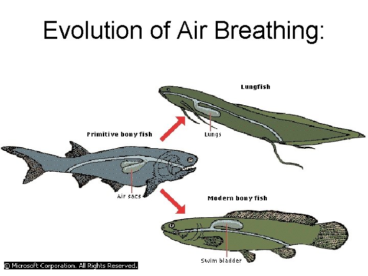 Evolution of Air Breathing: 