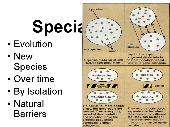 Speciation • Evolution • New Species • Over time • By Isolation • Natural