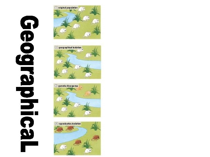 original population geographical isolation ecological isolation genetic divergence reproductive isolation 