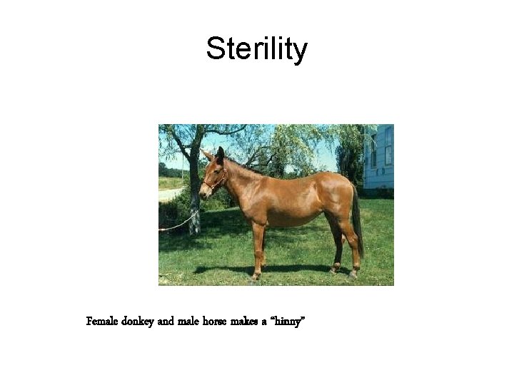 Sterility Female donkey and male horse makes a “hinny” 