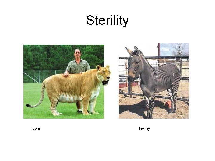 Sterility Liger Zonkey 