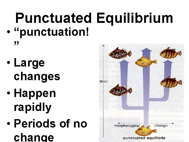 Punctuated Equilibrium • “punctuation! ” • Large changes • Happen rapidly • Periods of