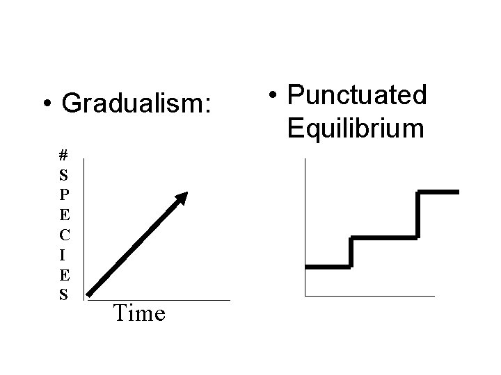  • Gradualism: # S P E C I E S Time • Punctuated