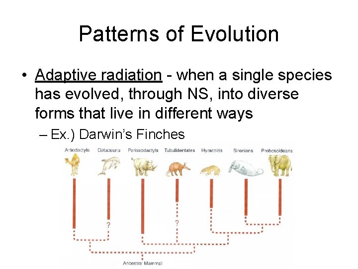 Patterns of Evolution • Adaptive radiation - when a single species has evolved, through