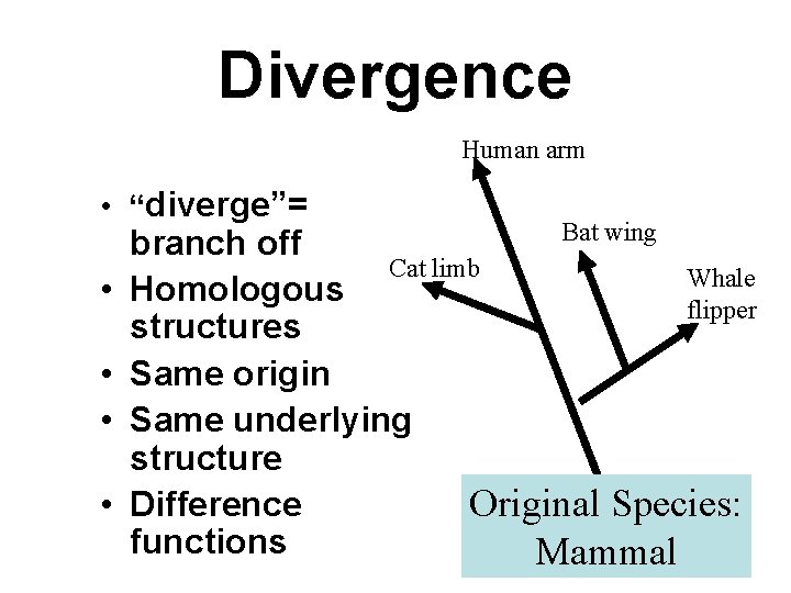 Divergence Human arm • “diverge”= • • Bat wing branch off Cat limb Whale