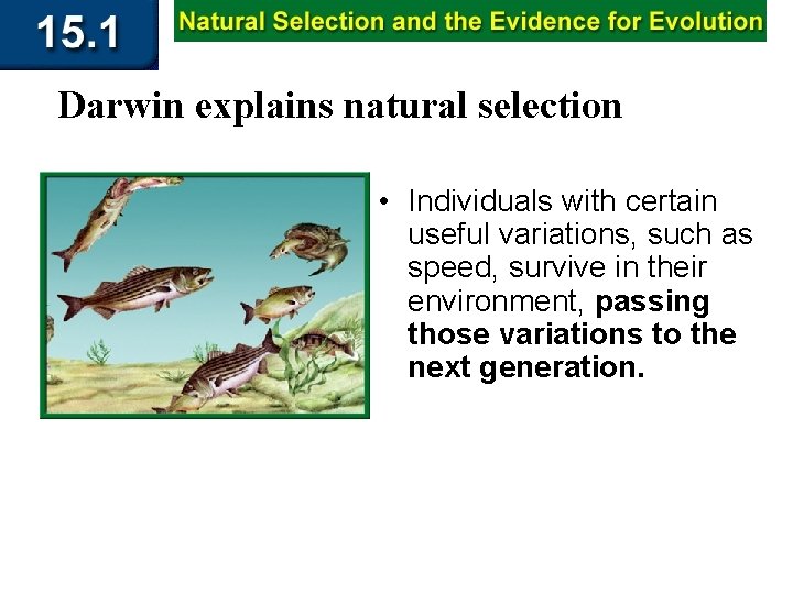 Darwin explains natural selection • Individuals with certain useful variations, such as speed, survive