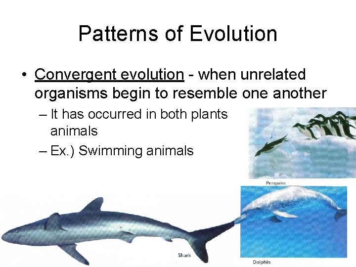 Patterns of Evolution • Convergent evolution - when unrelated organisms begin to resemble one