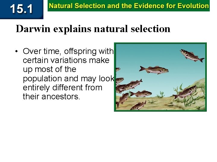 Darwin explains natural selection • Over time, offspring with certain variations make up most