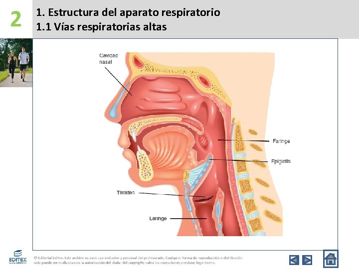 2 1. Estructura del aparato respiratorio 1. 1 Vías respiratorias altas 