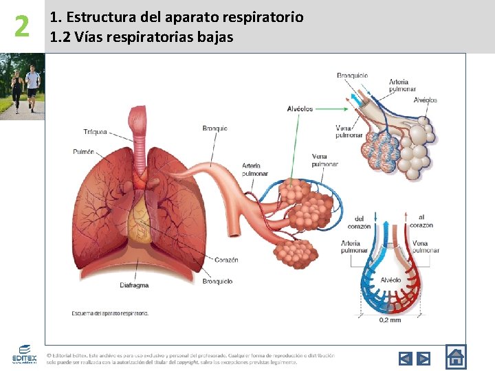 2 1. Estructura del aparato respiratorio 1. 2 Vías respiratorias bajas 