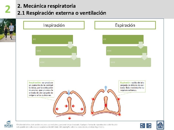 2 2. Mecánica respiratoria 2. 1 Respiración externa o ventilación Inspiración << Espiración <<