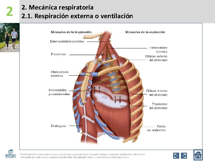 2 2. Mecánica respiratoria 2. 1. Respiración externa o ventilación 