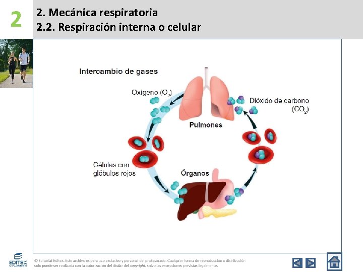 2 2. Mecánica respiratoria 2. 2. Respiración interna o celular 