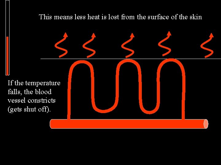 This means less heat is lost from the surface of the skin If the
