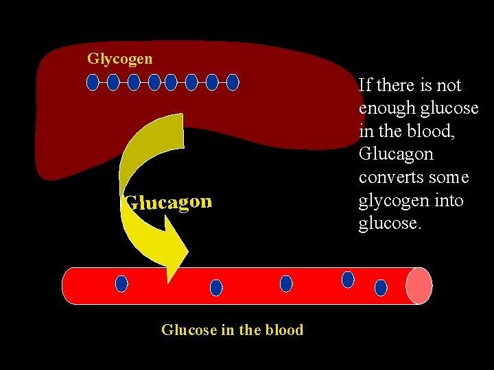 Glycogen Glucagon Glucose in the blood If there is not enough glucose in the