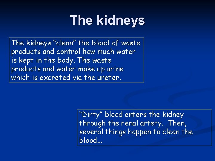 The kidneys “clean” the blood of waste products and control how much water is