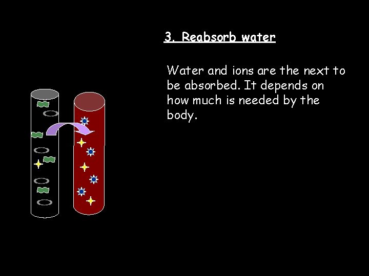 3. Reabsorb water Water and ions are the next to be absorbed. It depends