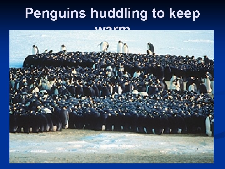 Penguins huddling to keep warm 