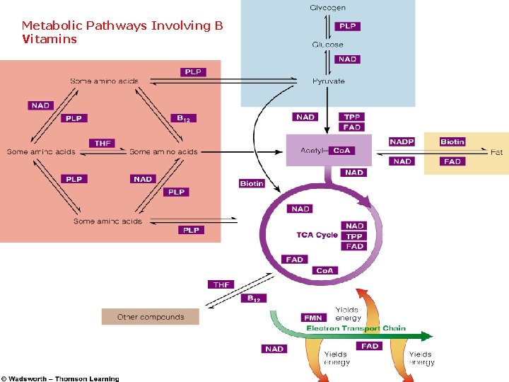 Metabolic Pathways Involving B Vitamins 