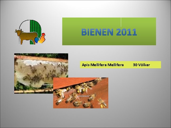 Apis Mellifera 30 Völker 