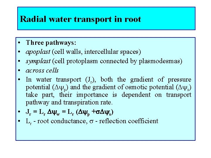 Radial water transport in root • • • Three pathways: apoplast (cell walls, intercellular