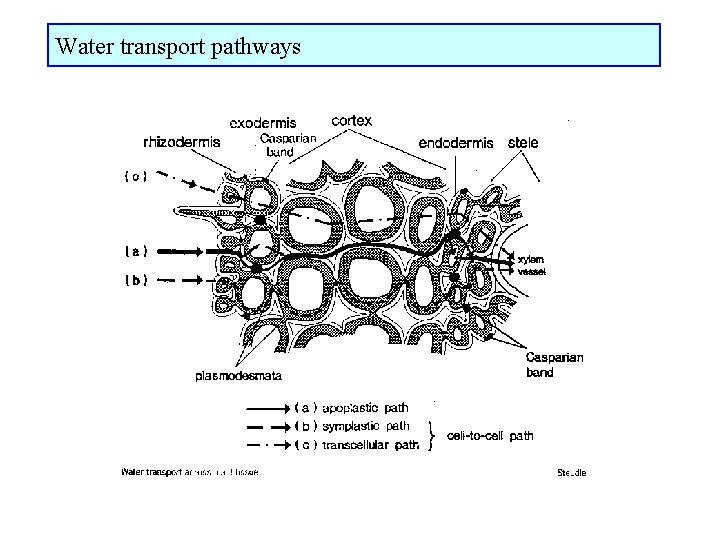 Water transport pathways 