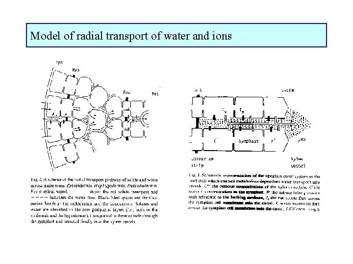 Model of radial transport of water and ions 