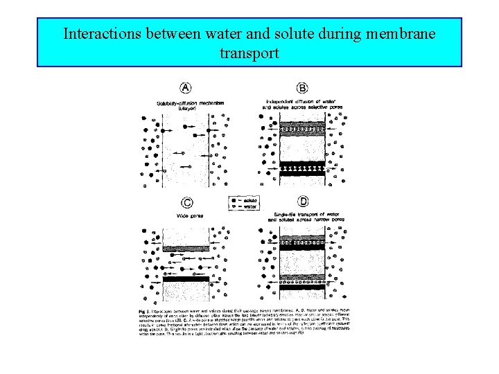 Interactions between water and solute during membrane transport 
