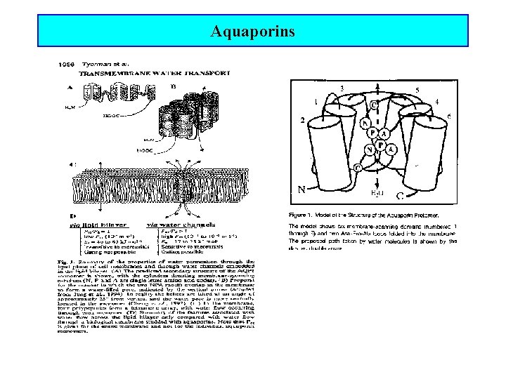 Aquaporins 