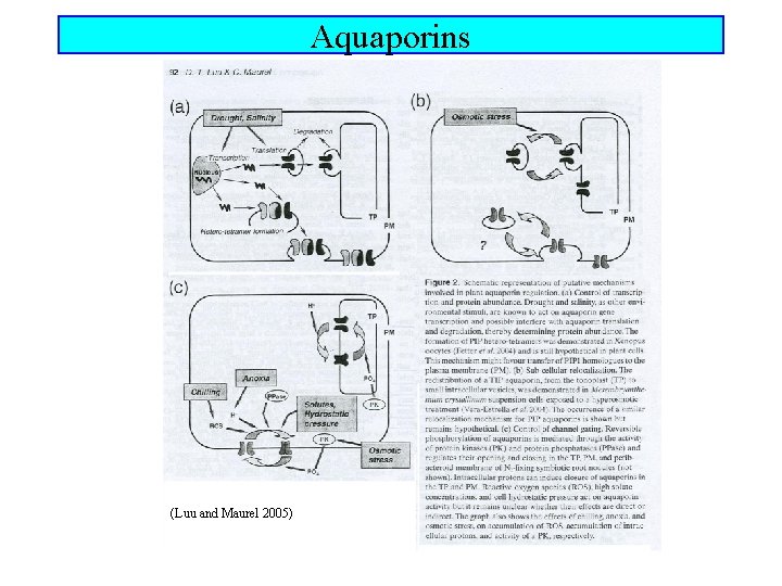 Aquaporins (Luu and Maurel 2005) 