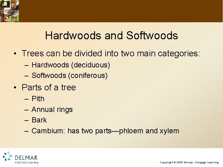 Hardwoods and Softwoods • Trees can be divided into two main categories: – Hardwoods
