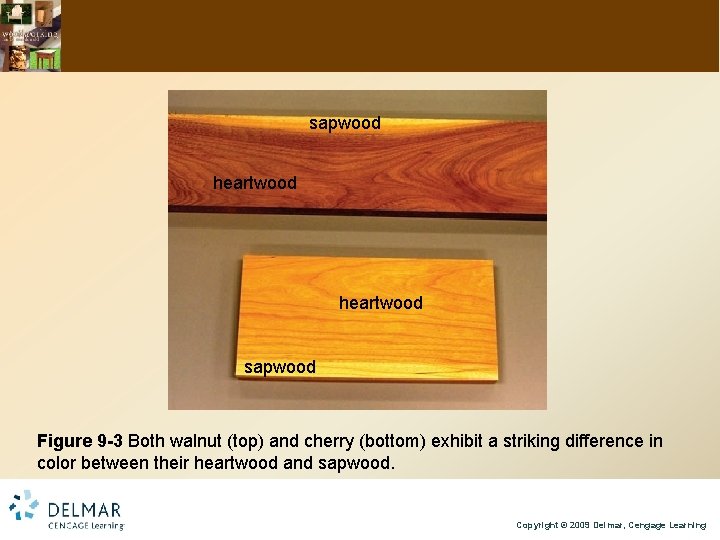 sapwood heartwood sapwood Figure 9 -3 Both walnut (top) and cherry (bottom) exhibit a