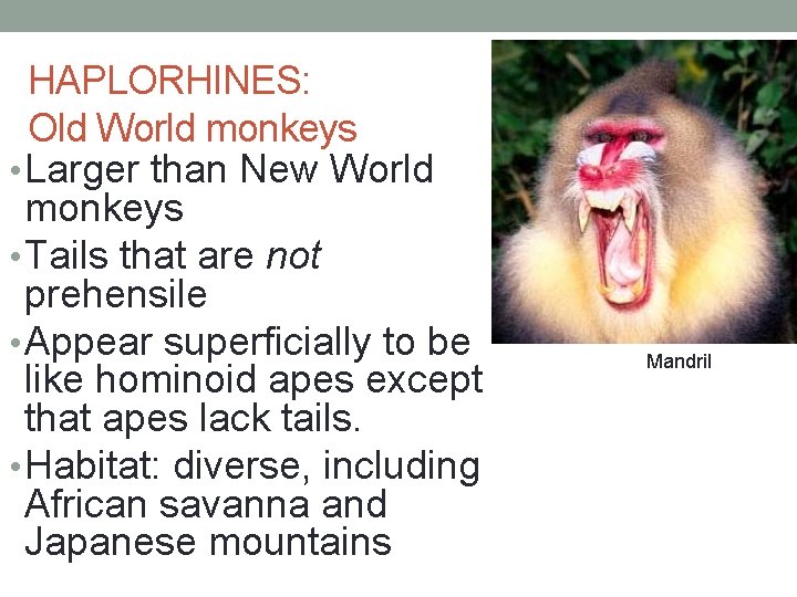 HAPLORHINES: Old World monkeys • Larger than New World monkeys • Tails that are