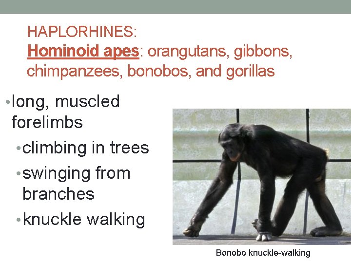 HAPLORHINES: Hominoid apes: orangutans, gibbons, chimpanzees, bonobos, and gorillas • long, muscled forelimbs •