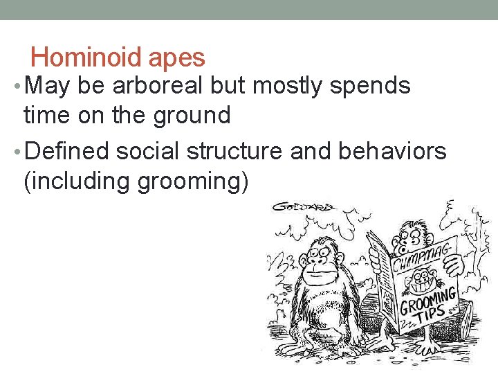 Hominoid apes • May be arboreal but mostly spends time on the ground •