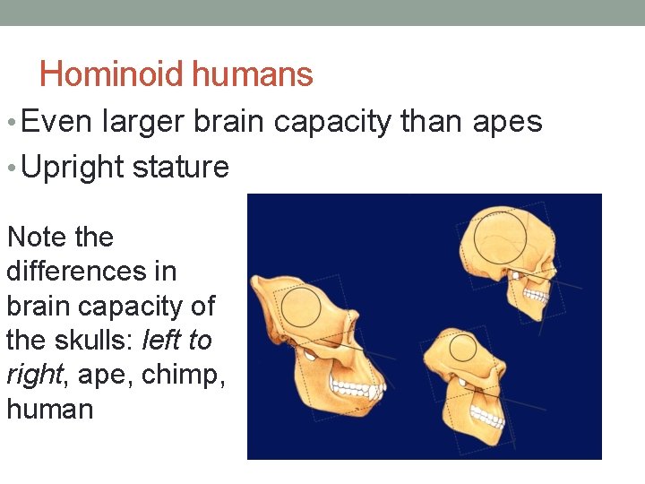 Hominoid humans • Even larger brain capacity than apes • Upright stature Note the