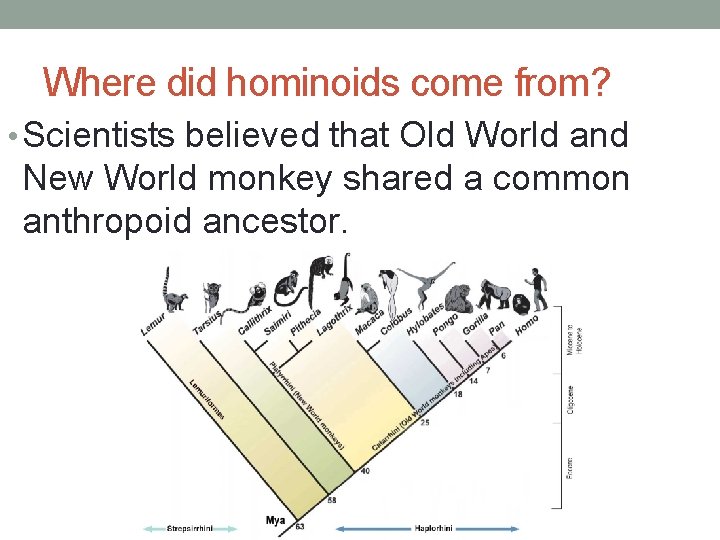 Where did hominoids come from? • Scientists believed that Old World and New World