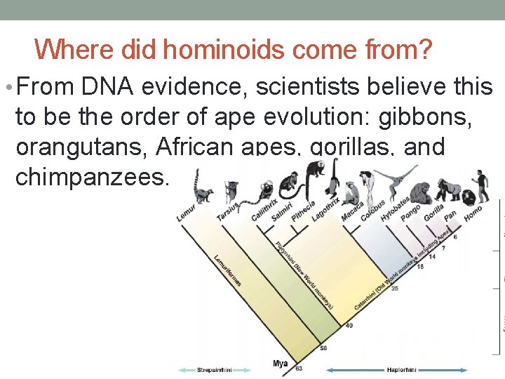 Where did hominoids come from? • From DNA evidence, scientists believe this to be