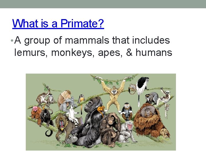 What is a Primate? • A group of mammals that includes lemurs, monkeys, apes,