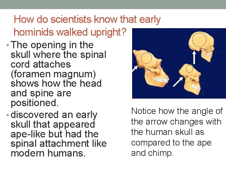 How do scientists know that early hominids walked upright? • The opening in the