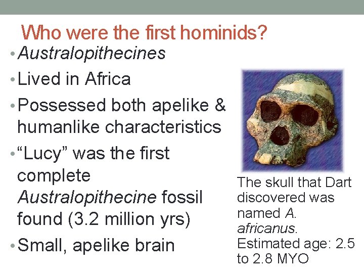 Who were the first hominids? • Australopithecines • Lived in Africa • Possessed both