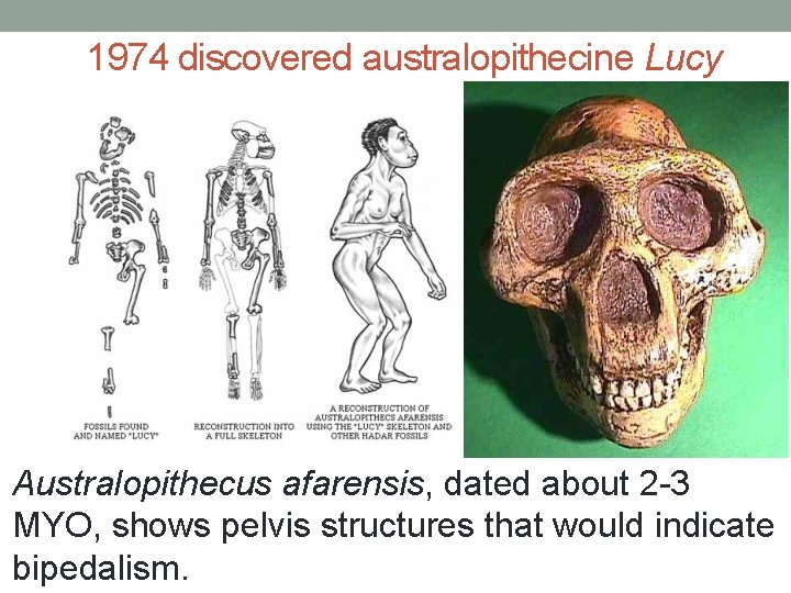 1974 discovered australopithecine Lucy Australopithecus afarensis, dated about 2 -3 MYO, shows pelvis structures