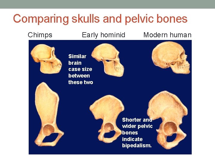 Comparing skulls and pelvic bones Chimps Early hominid Modern human Similar brain case size