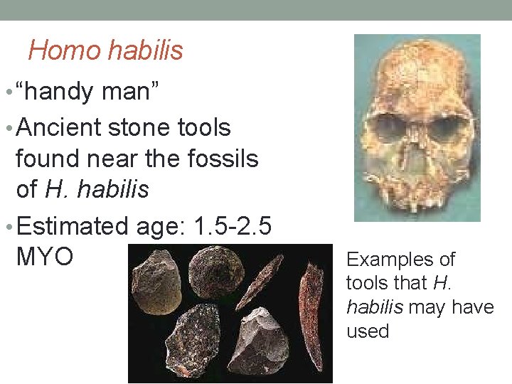 Homo habilis • “handy man” • Ancient stone tools found near the fossils of